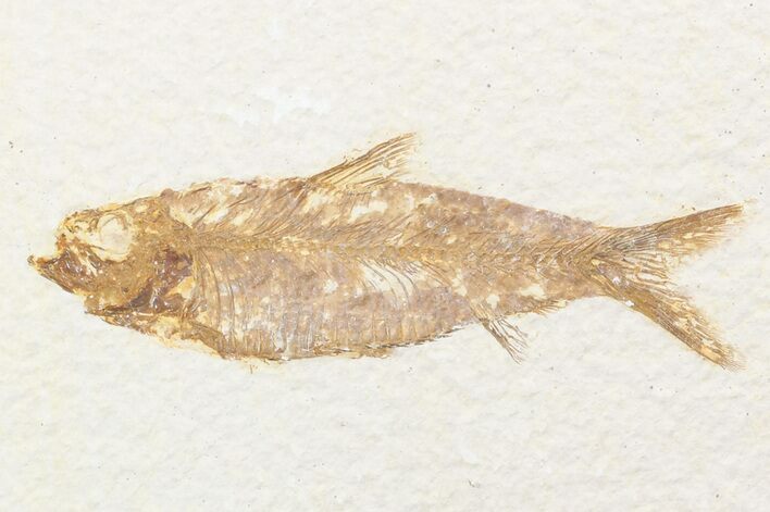 Knightia Fossil Fish - Wyoming #48189